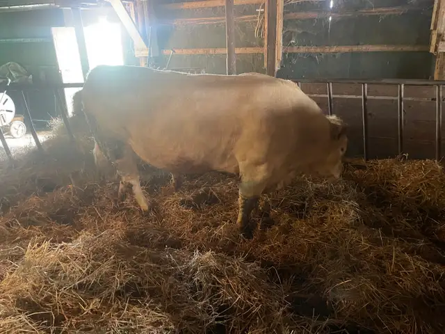 Charolais bull - Photo 5