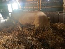 Charolais bull - Photo 5