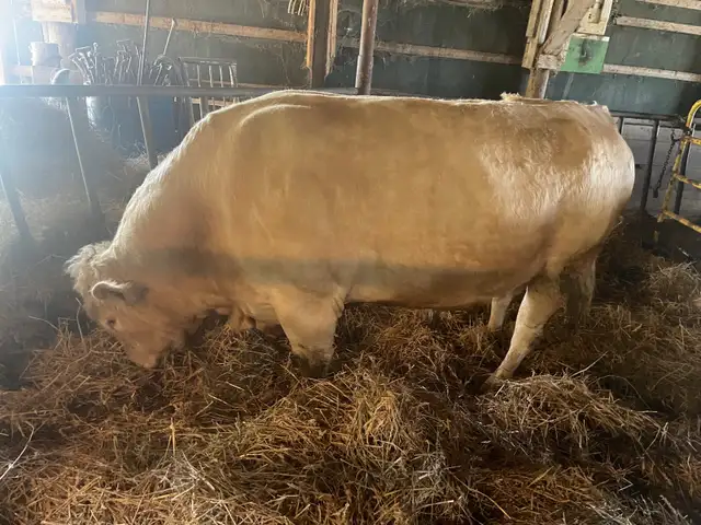 Charolais bull - Photo 6