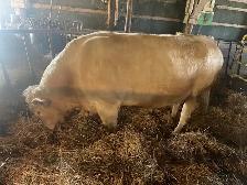 Charolais bull - Photo 6