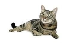 Domestic short hair tabby