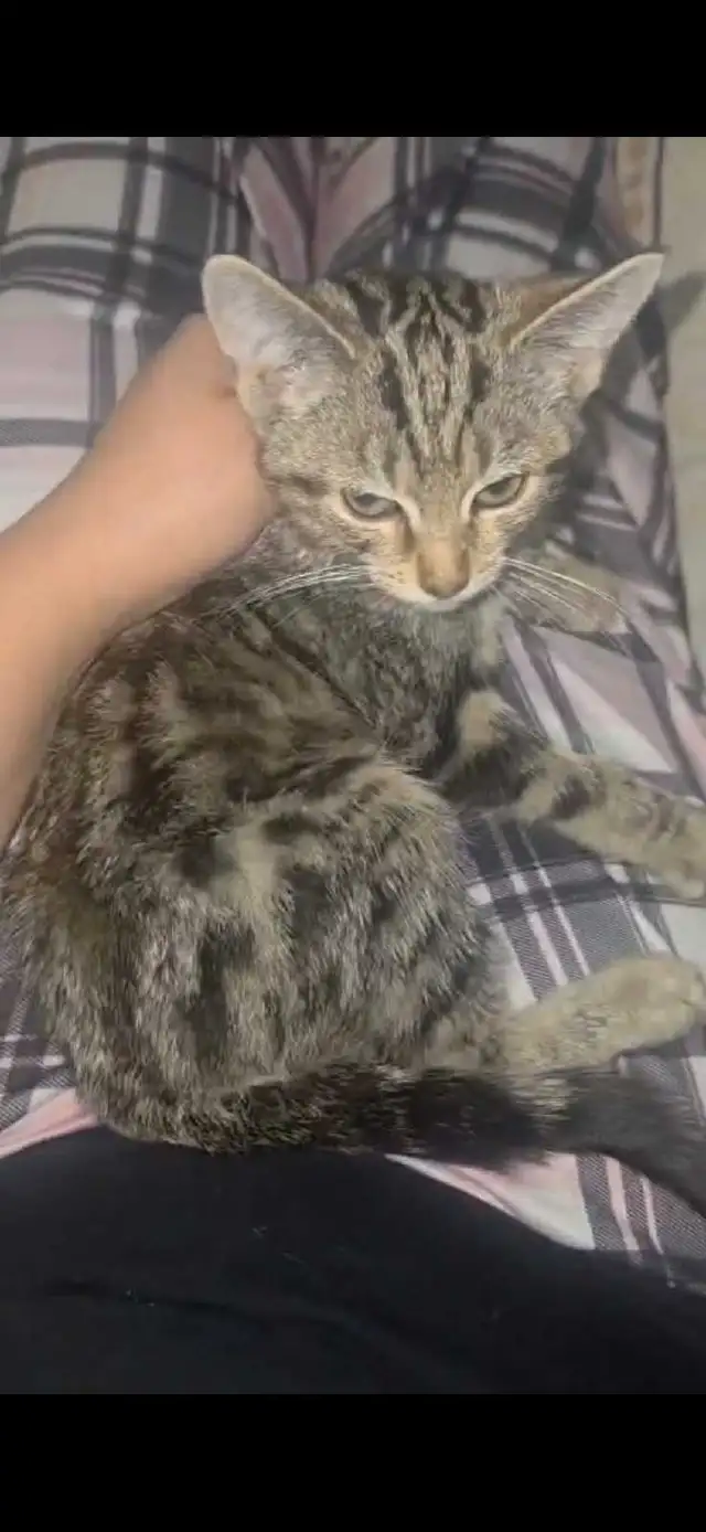 Domestic short hair tabby - Photo 2