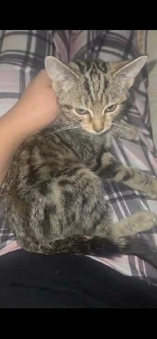 Domestic short hair tabby - Photo 2
