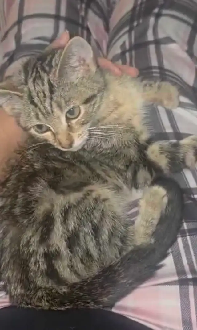 Domestic short hair tabby - Photo 3