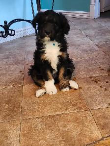 chiots aussidoodle