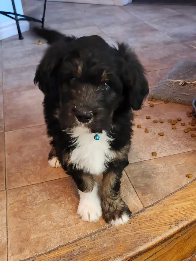 chiots aussidoodle - Photo 2