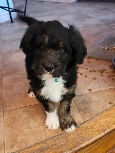 chiots aussidoodle - Photo 2