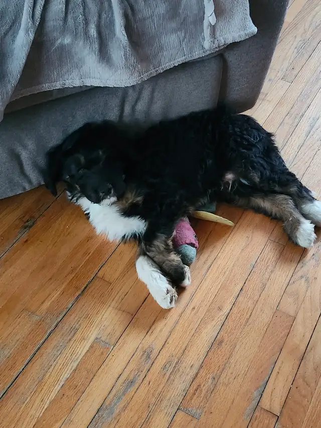 chiots aussidoodle - Photo 3