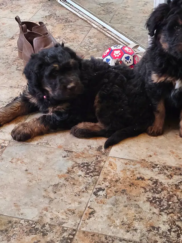 chiots aussidoodle - Photo 4