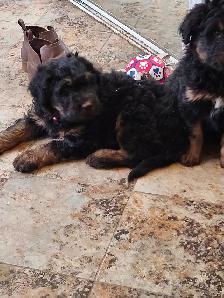 chiots aussidoodle - Photo 4