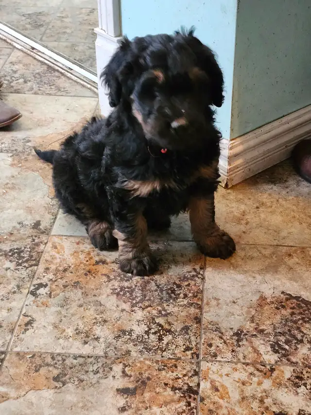 chiots aussidoodle - Photo 5