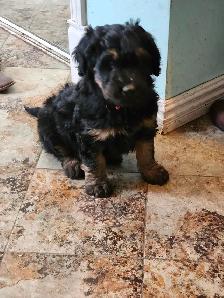 chiots aussidoodle - Photo 5