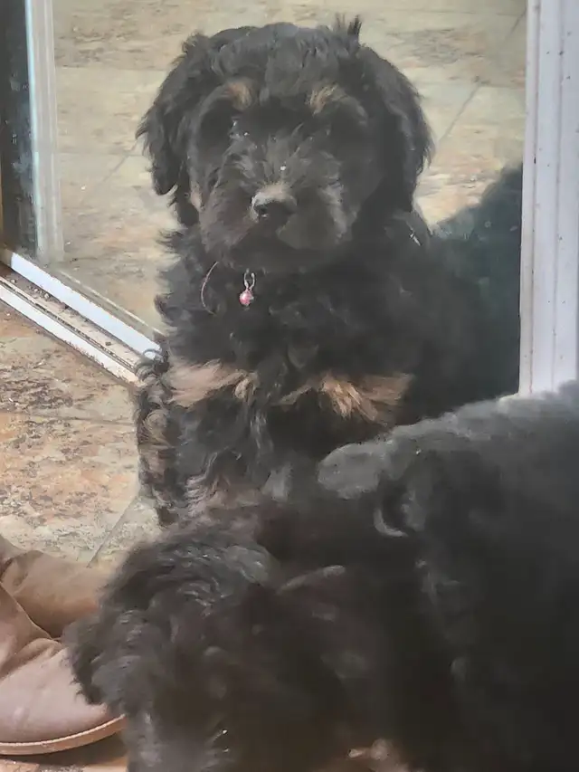 chiots aussidoodle - Photo 6