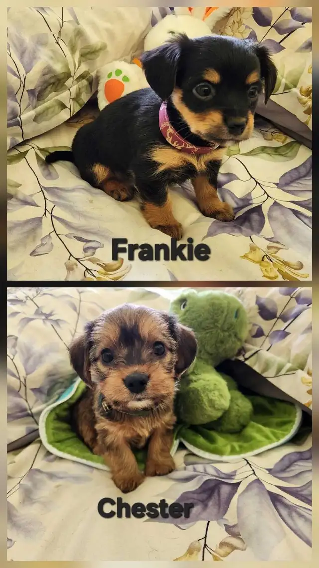 ❤️❤️DORKIE (DACHSHUND X YORKIE) MALE ❤️❤️