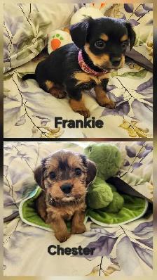 ❤️❤️DORKIE (DACHSHUND X YORKIE) MALE ❤️❤️
