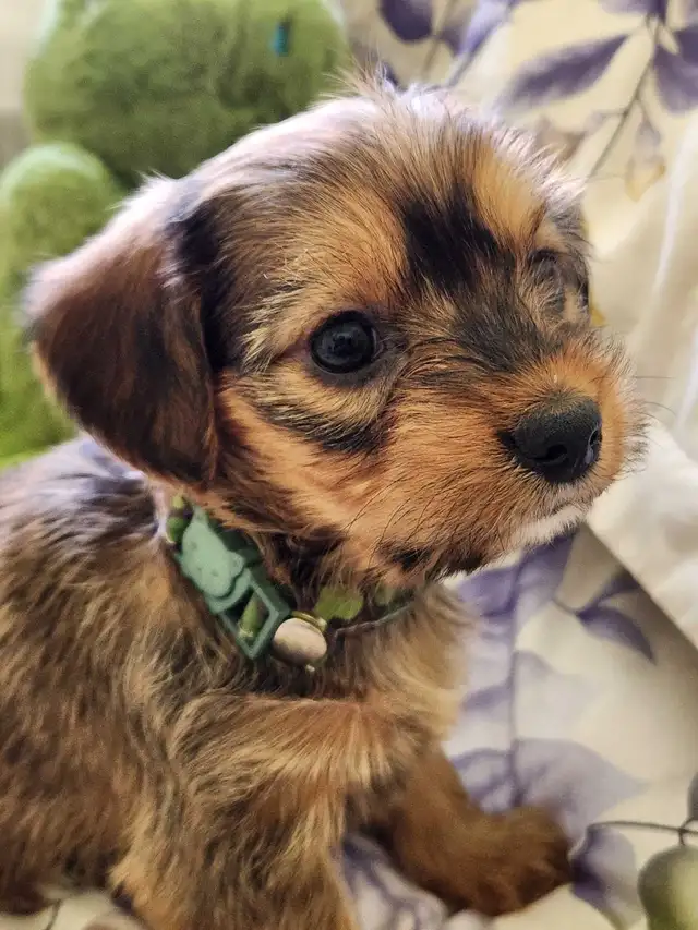 ❤️❤️DORKIE (DACHSHUND X YORKIE) MALE ❤️❤️ - Photo 2