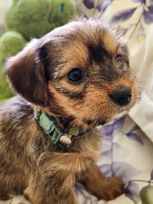 ❤️❤️DORKIE (DACHSHUND X YORKIE) MALE ❤️❤️ - Photo 2