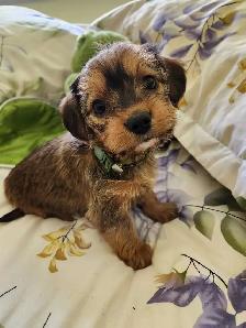 ❤️❤️DORKIE (DACHSHUND X YORKIE) MALE ❤️❤️ - Photo 3