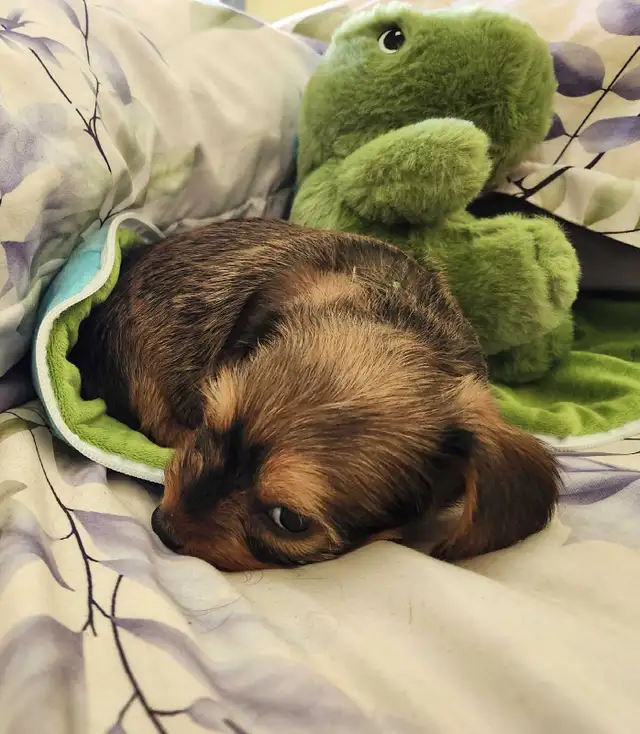 ❤️❤️DORKIE (DACHSHUND X YORKIE) MALE ❤️❤️ - Photo 4