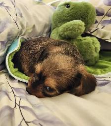 ❤️❤️DORKIE (DACHSHUND X YORKIE) MALE ❤️❤️ - Photo 4