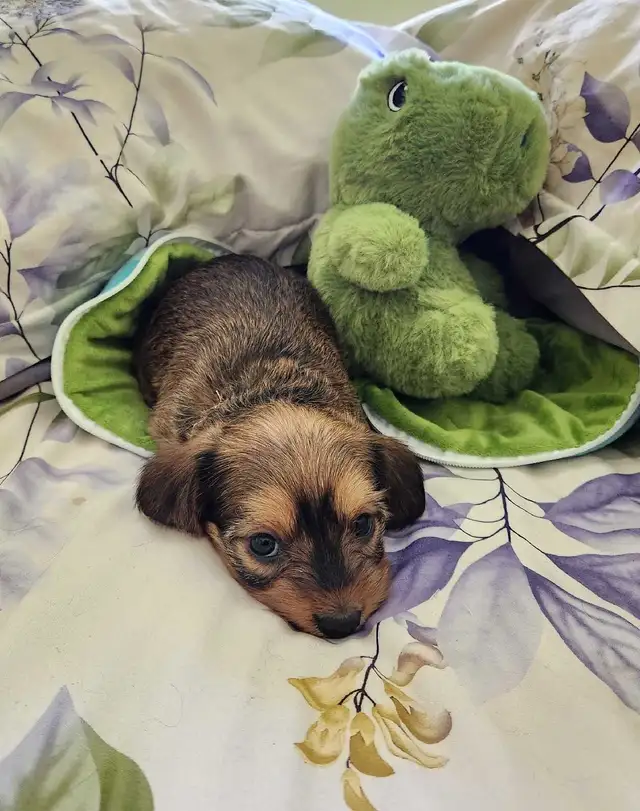 ❤️❤️DORKIE (DACHSHUND X YORKIE) MALE ❤️❤️ - Photo 5