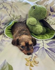❤️❤️DORKIE (DACHSHUND X YORKIE) MALE ❤️❤️ - Photo 5