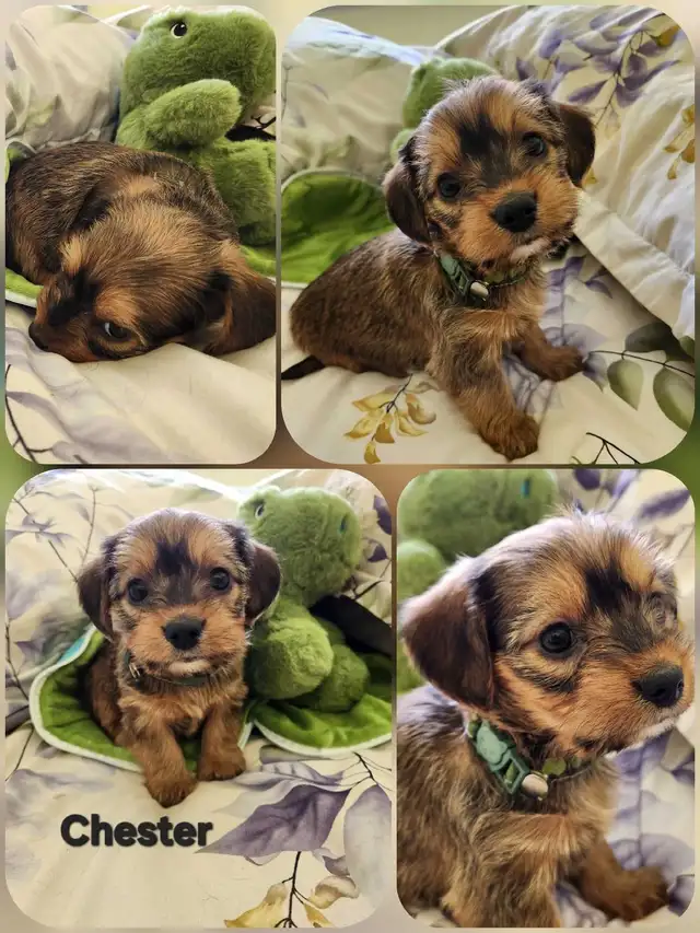 ❤️❤️DORKIE (DACHSHUND X YORKIE) MALE ❤️❤️ - Photo 6