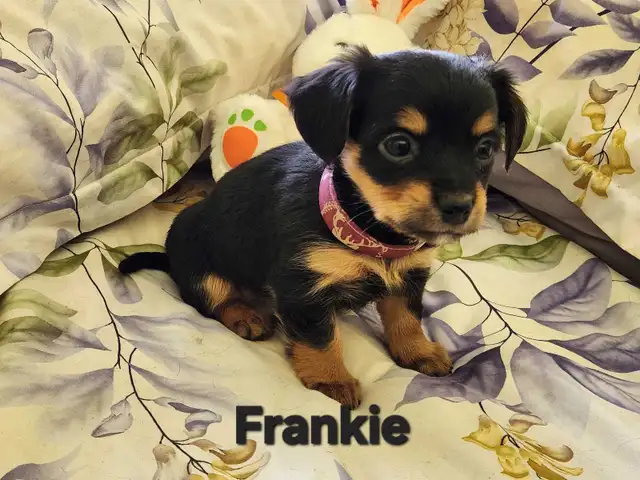❤️❤️DORKIE (DACHSHUND X YORKIE) MALE ❤️❤️ - Photo 7