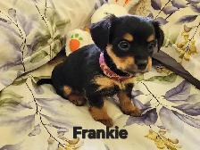 ❤️❤️DORKIE (DACHSHUND X YORKIE) MALE ❤️❤️ - Photo 7
