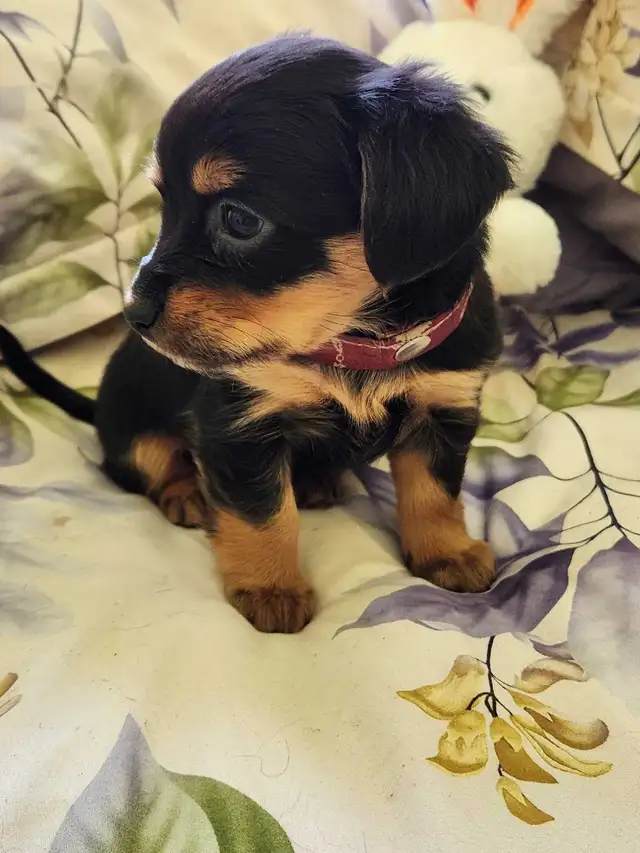 ❤️❤️DORKIE (DACHSHUND X YORKIE) MALE ❤️❤️ - Photo 8