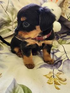 ❤️❤️DORKIE (DACHSHUND X YORKIE) MALE ❤️❤️ - Photo 8