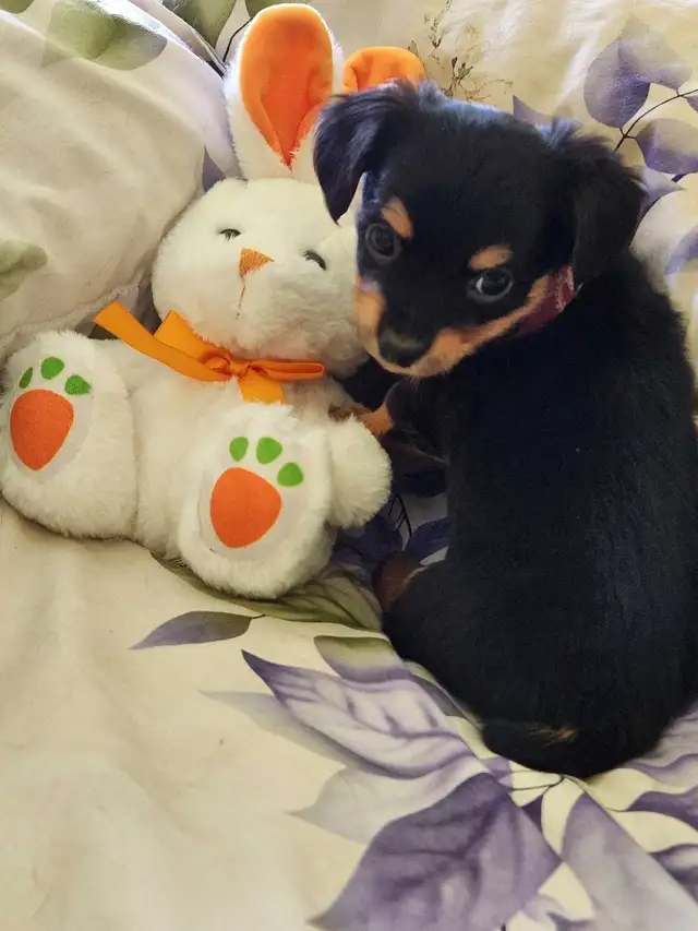 ❤️❤️DORKIE (DACHSHUND X YORKIE) MALE ❤️❤️ - Photo 9