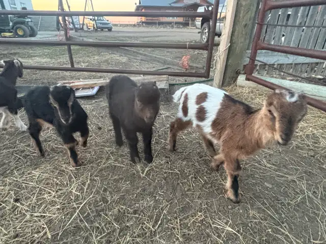 LaMancha and Toggenburg kids