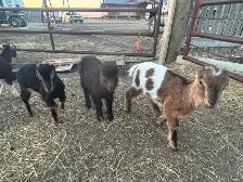 LaMancha and Toggenburg kids