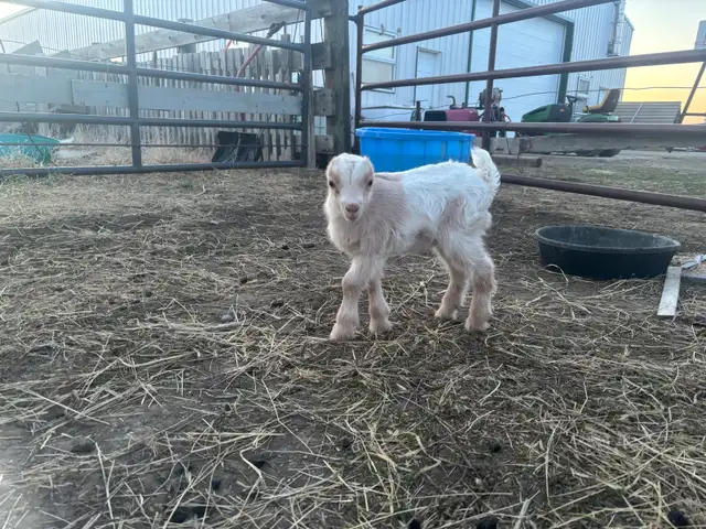 LaMancha and Toggenburg kids - Photo 2