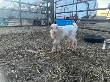 LaMancha and Toggenburg kids - Photo 2
