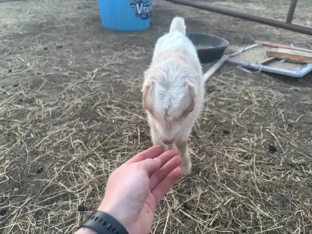 LaMancha and Toggenburg kids - Photo 3