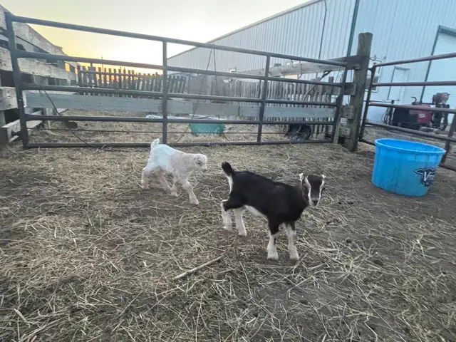 LaMancha and Toggenburg kids - Photo 4