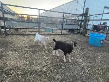 LaMancha and Toggenburg kids - Photo 4