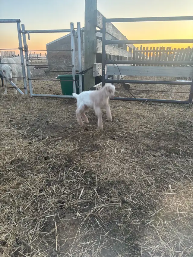 LaMancha and Toggenburg kids - Photo 5