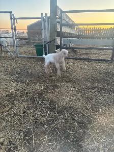 LaMancha and Toggenburg kids - Photo 5
