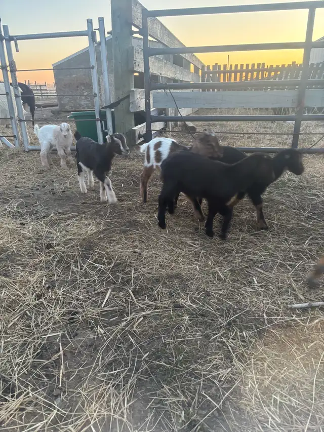 LaMancha and Toggenburg kids - Photo 6