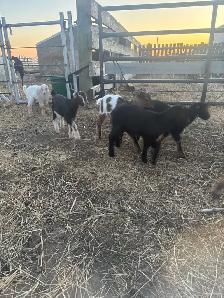 LaMancha and Toggenburg kids - Photo 6
