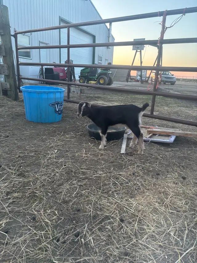 LaMancha and Toggenburg kids - Photo 7