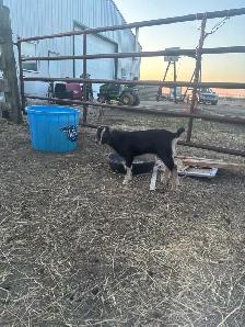 LaMancha and Toggenburg kids - Photo 7