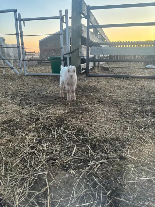 LaMancha and Toggenburg kids - Photo 8