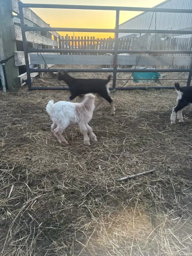 LaMancha and Toggenburg kids - Photo 9