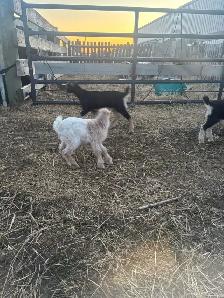 LaMancha and Toggenburg kids - Photo 9