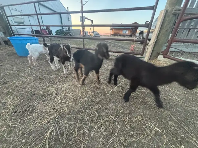 LaMancha and Toggenburg kids - Photo 10