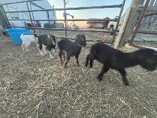 LaMancha and Toggenburg kids - Photo 10